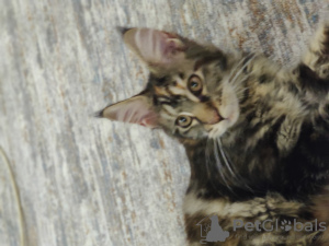 Photo №4. I will sell maine coon in the city of Старая Русса. breeder - price - 325$