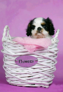 Photo №1. cavalier king charles spaniel - for sale in the city of Москва | 1131$ | Announcement № 2485