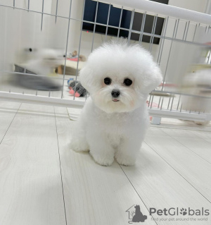 Photo №1. bichon frise - for sale in the city of Prague | negotiated | Announcement № 111616