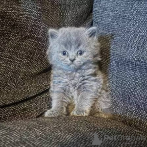 Photo №2 to announcement № 173802 for the sale of british shorthair - buy in United Kingdom private announcement, breeder