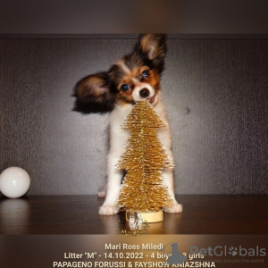 Photo №1. papillon dog - for sale in the city of St. Petersburg | Is free | Announcement № 31531