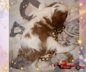 Photo №2 to announcement № 145656 for the sale of cavalier king charles spaniel - buy in Belarus breeder