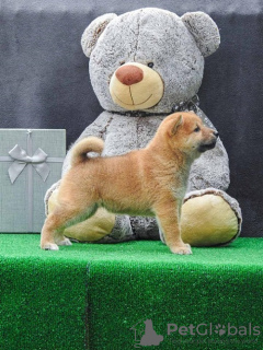 Photo №1. shiba inu - for sale in the city of Zrenjanin | 370$ | Announcement № 91075