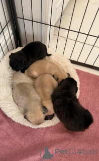 Photo №1. pug - for sale in the city of Amityville | Is free | Announcement № 175309