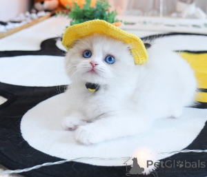 Photo №2 to announcement № 156700 for the sale of ragdoll - buy in Belgium 