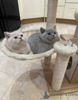 Photo №1. british shorthair - for sale in the city of Bruil | 361$ | Announcement № 172283