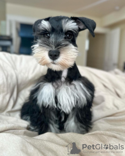 Photo №1. schnauzer - for sale in the city of Салоники | 528$ | Announcement № 124458