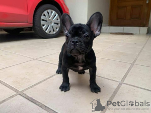 Photo №1. french bulldog - for sale in the city of Bremen | 350$ | Announcement № 117863