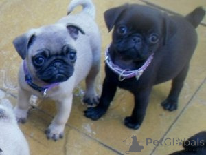 Photo №1. pug - for sale in the city of Prague | negotiated | Announcement № 156851