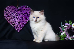 Photo №2 to announcement № 3490 for the sale of ragdoll - buy in Belarus from nursery