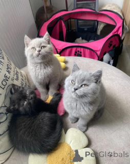 Photo №1. british shorthair - for sale in the city of Berlin | 413$ | Announcement № 172027