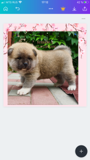 Photo №2 to announcement № 6957 for the sale of akita - buy in Russian Federation private announcement