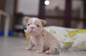 Additional photos: French Bulldog Big Rope