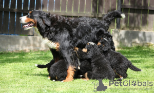 Photo №2 to announcement № 11129 for the sale of bernese mountain dog - buy in Romania private announcement