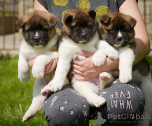 Photo №1. akita - for sale in the city of Melbourne | negotiated | Announcement № 38228
