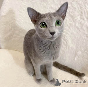 Photo №1. russian blue - for sale in the city of Engadine | 2900$ | Announcement № 176608