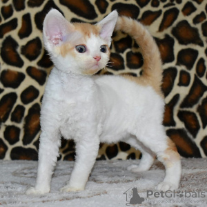 Photo №1. devon rex - for sale in the city of Marseilles | 264$ | Announcement № 120893