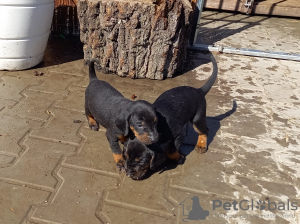 Photo №1. polish hunting dog - for sale in the city of Mińsk Mazowiecki | 520$ | Announcement № 19809