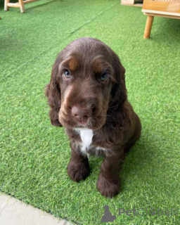 Photo №1. english cocker spaniel - for sale in the city of Würzburg | negotiated | Announcement № 154051