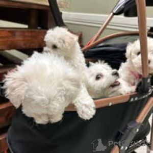 Photo №1. maltese dog - for sale in the city of Brussels | 723$ | Announcement № 160910