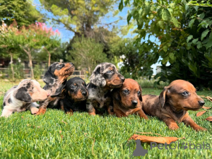 Photo №1. dachshund - for sale in the city of Brussels | negotiated | Announcement № 160837