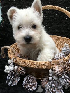 Photo №1. west highland white terrier - for sale in the city of Frederickshavn | 568$ | Announcement № 167524