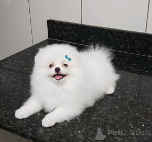 Photo №1. pomeranian - for sale in the city of Cologne | negotiated | Announcement № 170009