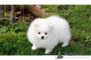 Photo №2 to announcement № 47511 for the sale of pomeranian - buy in Germany 