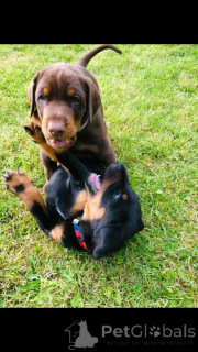 Photo №2 to announcement № 168376 for the sale of dobermann - buy in Sweden private announcement, breeder