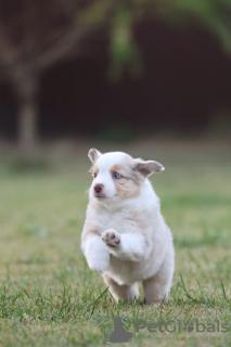 Additional photos: Miniature American Shepherd (MAS) puppies