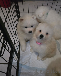 Photo №2 to announcement № 161324 for the sale of samoyed dog - buy in Belarus 