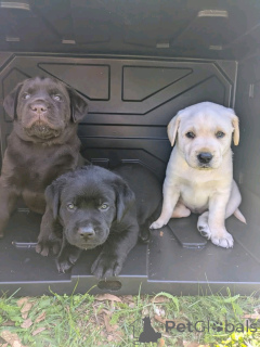 Photo №2 to announcement № 138968 for the sale of labrador retriever - buy in United States private announcement, breeder