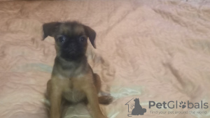 Photo №2 to announcement № 56442 for the sale of brussels griffon - buy in Switzerland from nursery