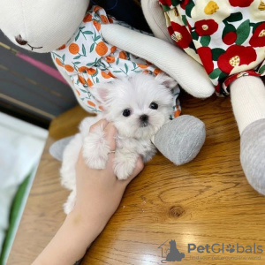 Photo №2 to announcement № 78365 for the sale of maltese dog - buy in United Kingdom private announcement