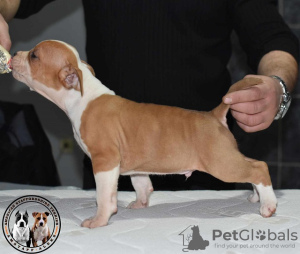 Additional photos: American Staffordshire Terrier