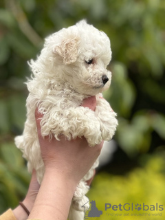 Additional photos: Maltipoo puppy