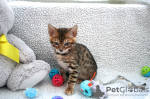 Photo №2 to announcement № 114594 for the sale of bengal cat - buy in Germany breeder