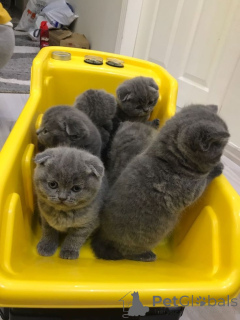 Photo №1. scottish fold - for sale in the city of Frankfurt | 361$ | Announcement № 160411