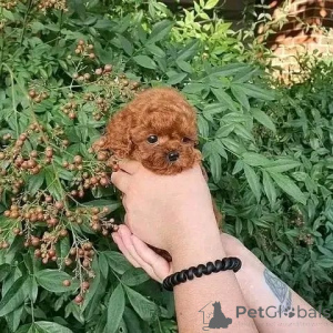 Photo №2 to announcement № 174642 for the sale of poodle (toy) - buy in Czech Republic breeder