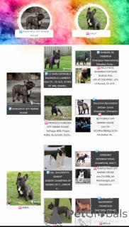 Photo №3. French bulldog. Serbia