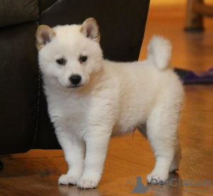 Photo №1. shiba inu - for sale in the city of Dercekliai | Is free | Announcement № 71523