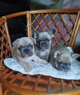 Photo №4. I will sell french bulldog in the city of Minsk. breeder - price - 903$