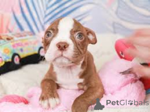 Photo №4. I will sell havanese dog in the city of Berlin.  - price - negotiated