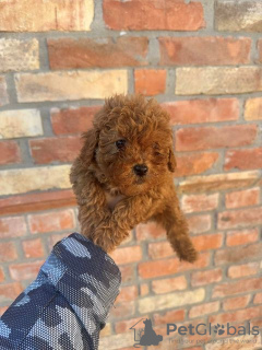 Photo №4. I will sell poodle (toy) in the city of Нови Сад.  - price - negotiated