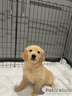 Photo №3. Beautiful golden retriever for free adoption. Germany