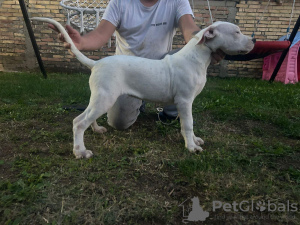 Photo №1. non-pedigree dogs - for sale in the city of Belgrade | negotiated | Announcement № 123286