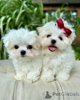 Photo №1. maltese dog - for sale in the city of Helsinki | 516$ | Announcement № 164002