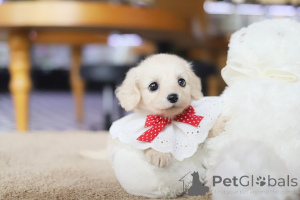 Photo №1. poodle (toy) - for sale in the city of Charlotte | negotiated | Announcement № 154080