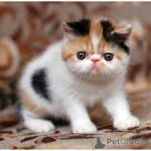 Photo №3. Exotic Shorthair Kittens. Germany