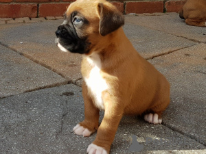 Photo №3. Healthy boxer puppies for sale. Germany